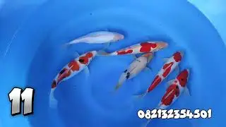 super murah lagi kawan buruan