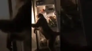 Clever & Hungry Monkey#Opening Fridge#Viralvideo#funnyshorts#shorts#