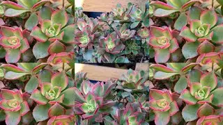 # SUCULENTA AEONIUM KIWI REPLANTE E CUIDADOS /COMO EU CULTIVO PARA MULTIPLICA#