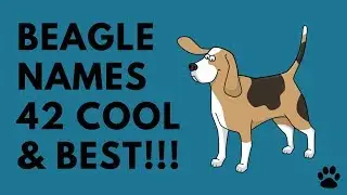 Beagle Names - 42 CUTE & BEST NAMES | Names