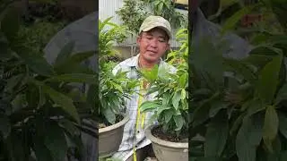 Giảo si&ecirc;u nụ #bonsai #maivang #caycanh