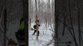 The brush cutters don't want to work, there's severe frost. #woodworking #forest #work #winter