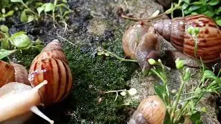 Wild snails are moving magnificently with a journey of struggle.#nature #snailvideo #wildlife