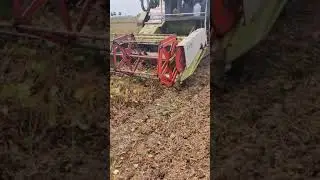 Green Gram Harvesting