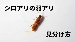 シロアリの羽アリの見分け方。大量発生する時期と黒蟻との違い