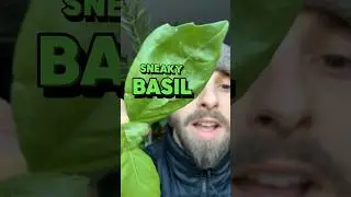 Grow BASIL Indoors During WINTER