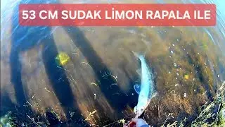 53 CM SUDAK AVIM