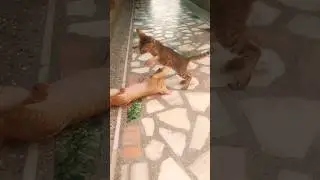 nani beta de little jump little hand fight with chithi
