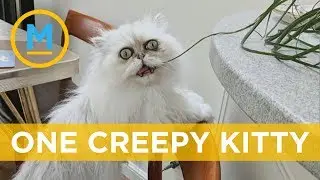 This creepy-looking cat has become insta-famous | Your Morning