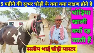 Pragnent/सुभर घोड़ी का कैसे पता करें ! सुभर घोड़ी के लक्षण! subhar ghodi me kya kya dekha jata he