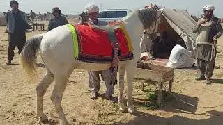 Markhor breeding horse in barkhan.