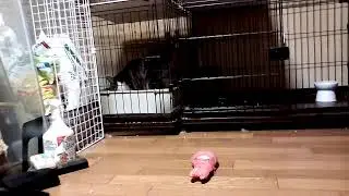 【雑談】しぐれ君見守り隊！