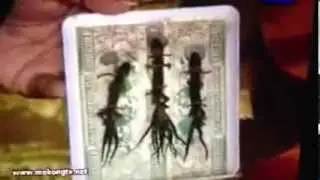 9 tails lizard in cambodia