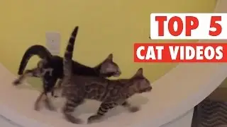 Top 5 Cat Videos || Jan 22 2016