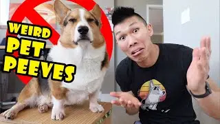 My CORGI'S Top 5 Weird Pet PEEVES || Life After College: Ep. 668