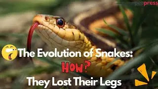 The Evolution of Snakes: How They Lost Their Legs