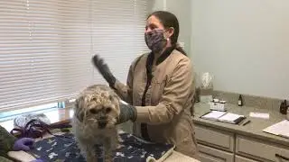 Fourteen-year old Border terrier with Cushings cured with holistic treatments during the pandemic.