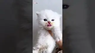 Cute kittens❤️【87】#shorts #cutecat520 #cat #kittens #pets