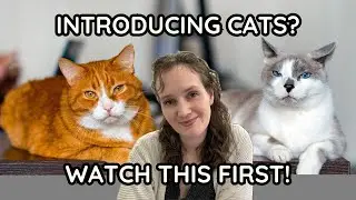 Introducing Cats? Don&rsquo;t Skip This Essential Advice