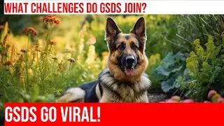 German Shepherd Does the 'Skullbreaker' Challenge: Watch and Laugh!