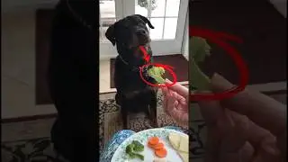 Today&rsquo;s top dogs funny vegetable moments #funny #dog #pets