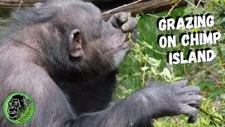 Chimps Grazing At Chester Zoo