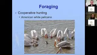 2022 November - Why do birds flock? with Jessica Griffiths