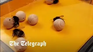 Bumble bees like to 'play': new video study shows them moving balls for fun