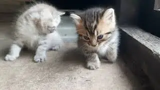 ANAK KUCING MEONG MEONG SETELAH MINUM AIR MEREKA BERMAIN PENUH RIANG GEMBIRA