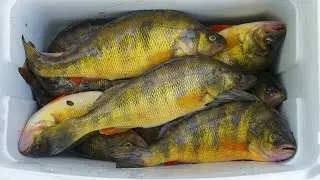 The Easy Way To Catch Limits Of Perch and Crappie (Almost TOO EASY!)