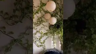 A tour of my indoor Jungle 🥰 From Joy of Plants Shop 🪴 #plantdecor  #indoorjungle #urbanjungle