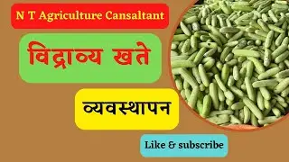 उन्हाळी काकडी पिकांतील विद्राव्य खत व्यवस्थापन # निलेश थोरात
