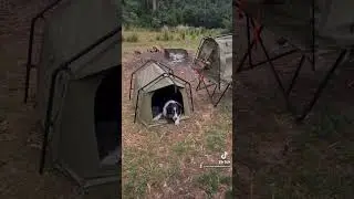 How to Keep a Dog Dry when Camping #dogscamping