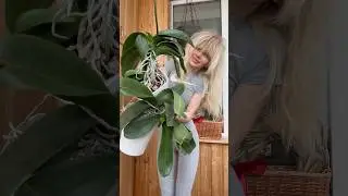 Одна подкормка &mdash; и орхидеи растут!