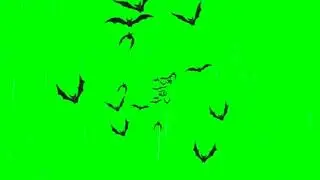 Bats Green Screen | Shahidtemmy