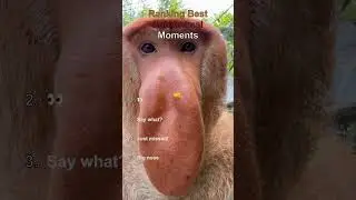 Crazy Zoo Animals Ranked  #epicmoments #viralclips #animalshorts #animals