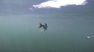 Savage Gear 3D Shine Glide Underwater Swim Action