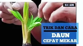 TRIK || Merenggangkan batang daun bonsai kelapa agar cepat mekar