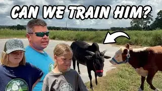 Mini Zebu Bull Puts Up A Fight! Will He Calm Down Or Did We Take On Too Much?