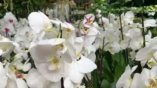 Meet the attorney who collects thousands of orchids