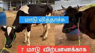 7 மாடு விற்பனைக்காக  சினைமாடு விற்பனைக்காக  #radhakrishnanfarms 