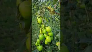 Thai Green Apple Ber plant 🌵. #appleber #fruit  8617635109.