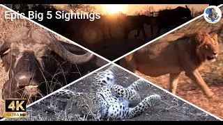 Incredible Big 5 Sightings