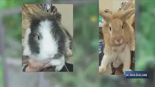 Rabbit cage tossed into Pine City woods, rabbits located nearby