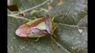 Meidoornkielwants Acanthosoma haemorrhoidale