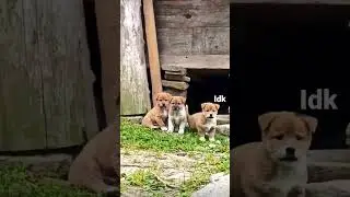 Little puppies 🐶 #cute #puppy #dogs #woof #viral #fyp #idk #idkool #fyp