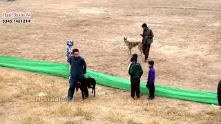 Coursing Race round 5 National Coursing club Salum 3 Jan 2026
