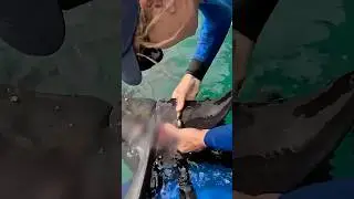 Daring moment rescuers tackle baby dolphin tangled in fishing line