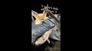 Pallid bat: the people's champion