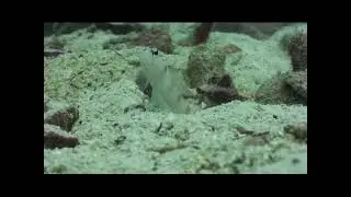 The Odd Couple Goby Fish & Pistol Shrimp
